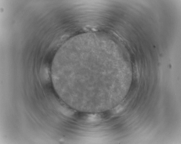 X0000069830130200606161950