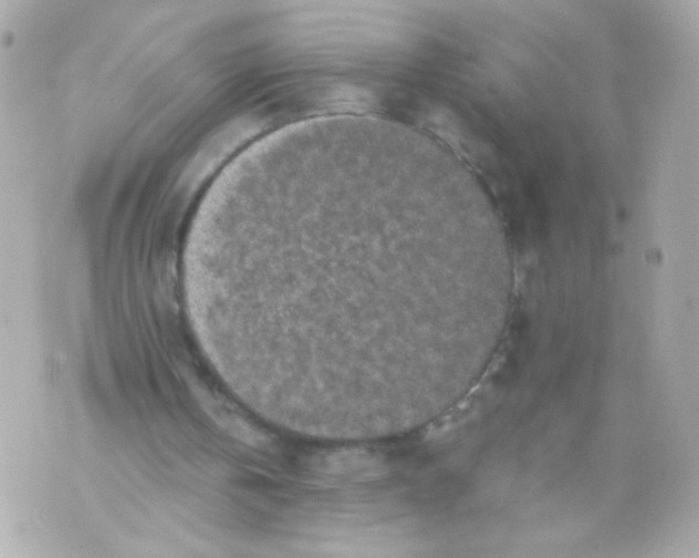 X0000069830146200606161949