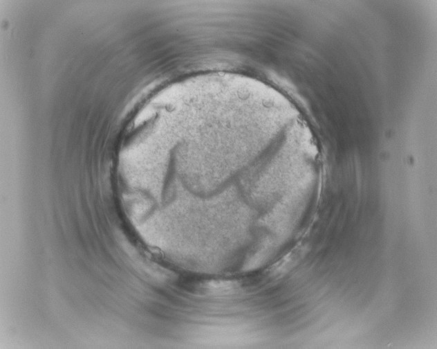 X0000069830154200606161949