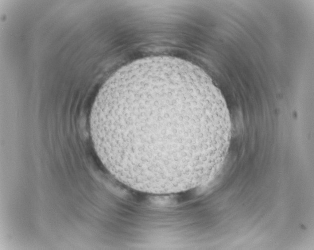 X0000069830187200606161949