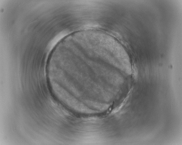 X0000069830196200606161949