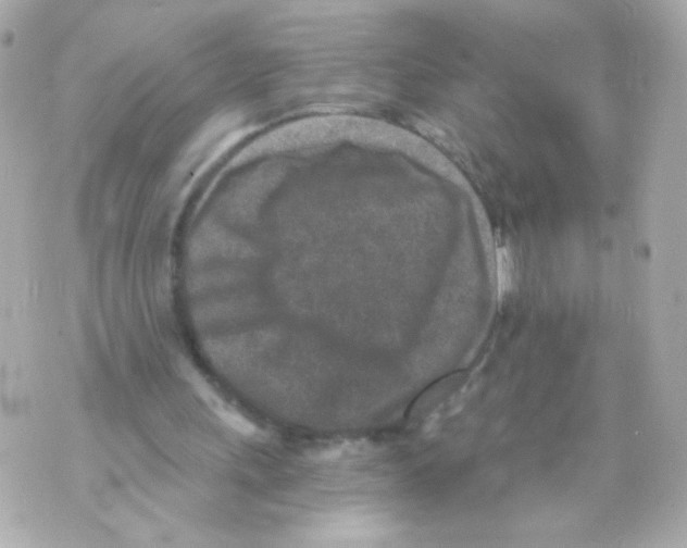 X0000069830243200606161947