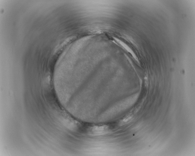 X0000069830314200606161947