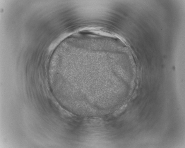 X0000069830337200606161946