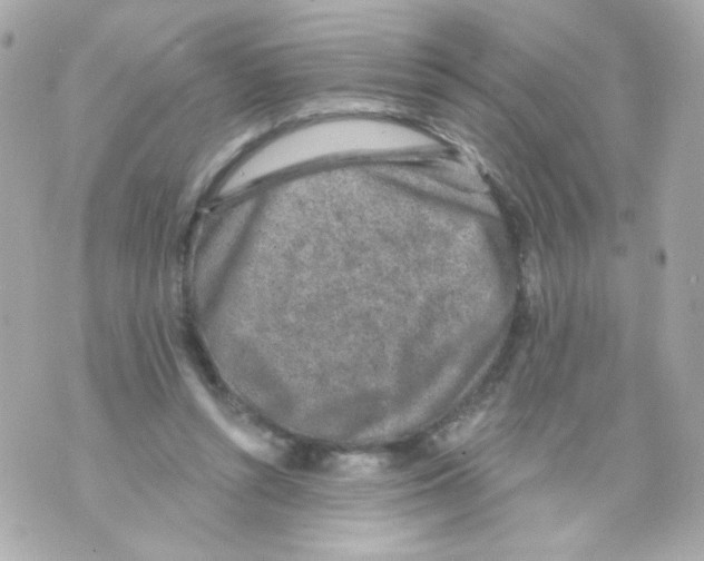 X0000069830352200606161946