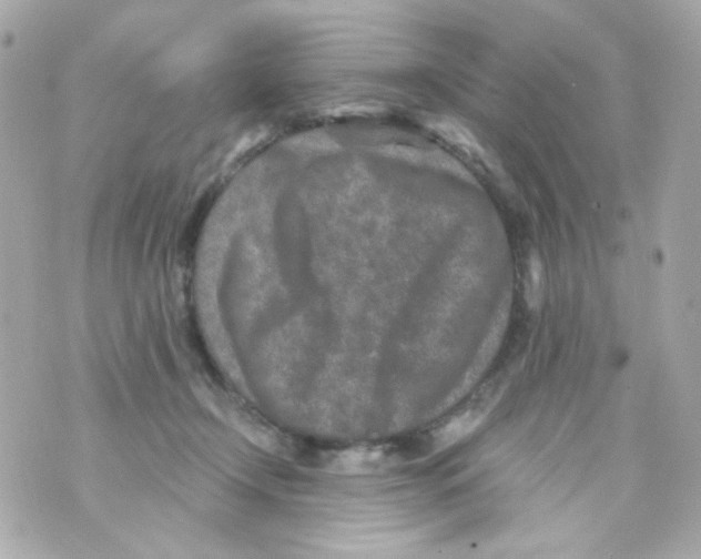 X0000069830366200606161946