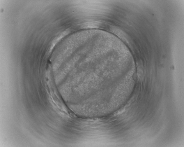 X0000069830386200606161946