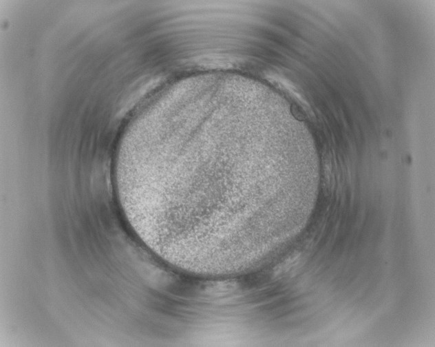 X0000069830398200606161945