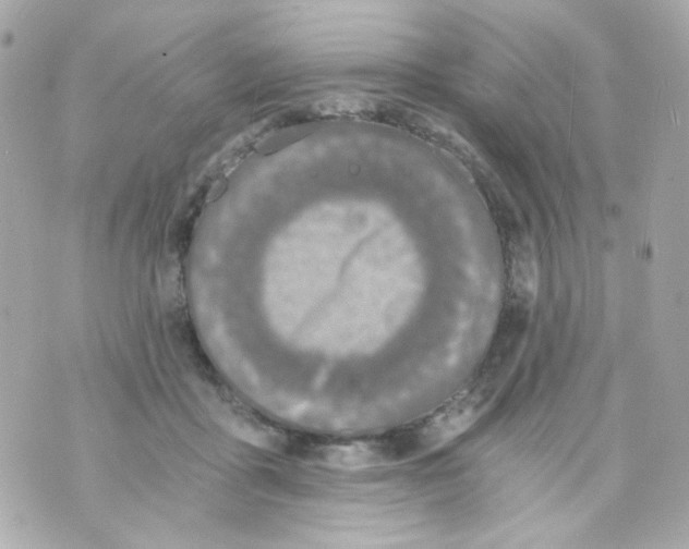 X0000069830411200606161945