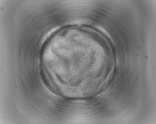 X0000069830444200606161944