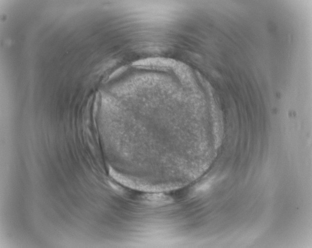 X0000069830528200606161943