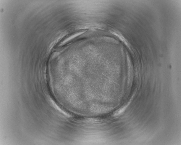 X0000069830585200606161942