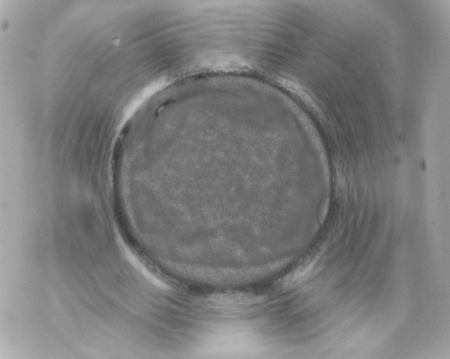 X0000069830630200606161941