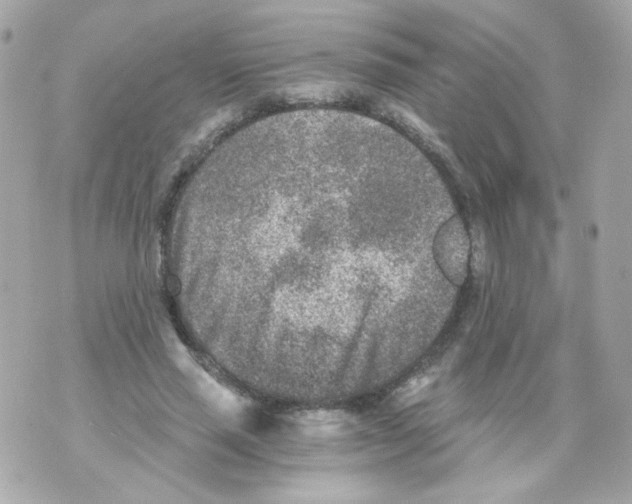 X0000069830637200606161941