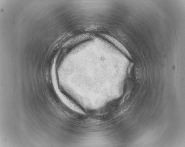 X0000069830648200606161941