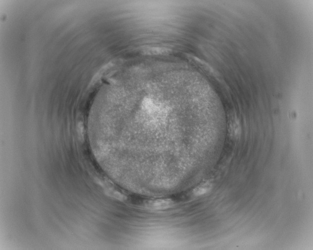 X0000069830716200606161940