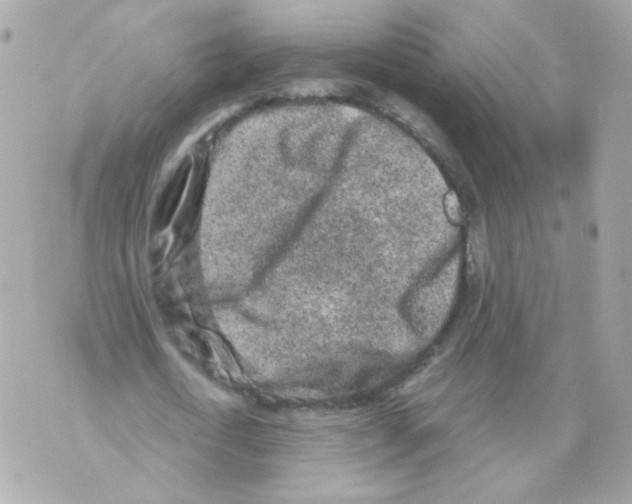 X0000069830722200606161939