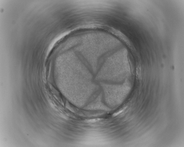 X0000069830724200606161939