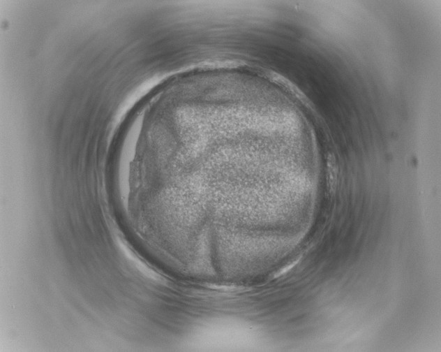 X0000069830726200606161939