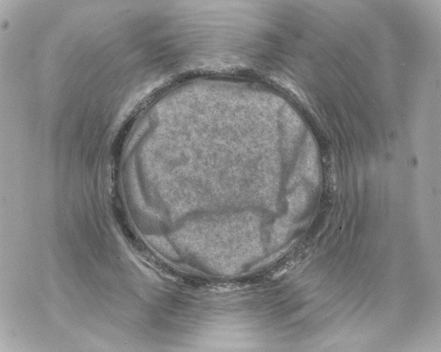 X0000069830736200606161940