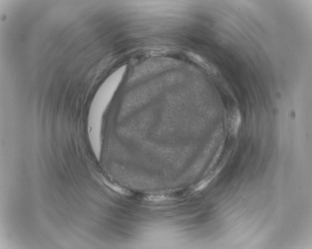 X0000069830766200606161940