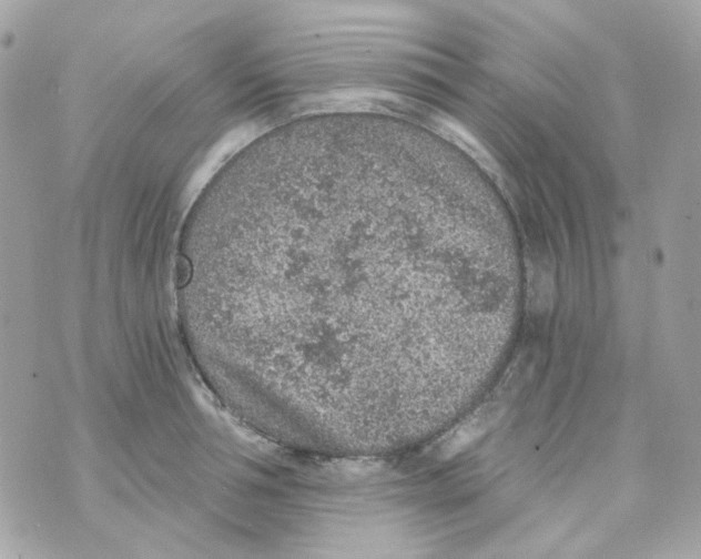 X0000069830994200606161936