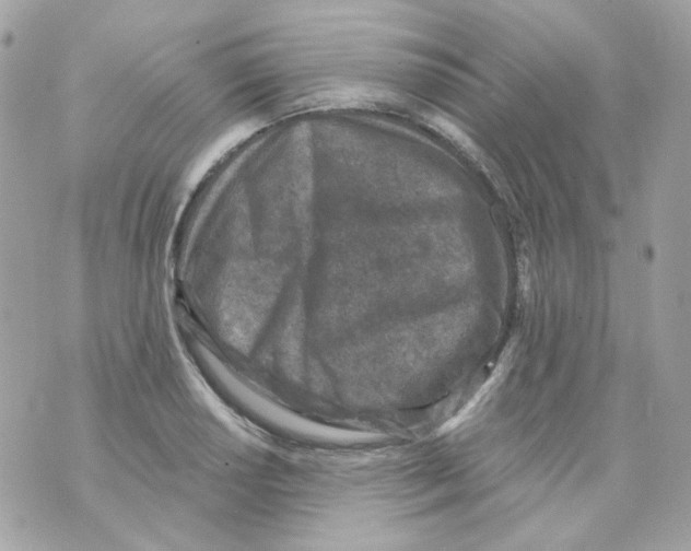 X0000069831034200606161935