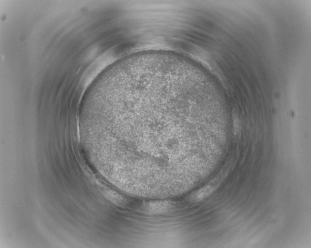 X0000069831274200606161931