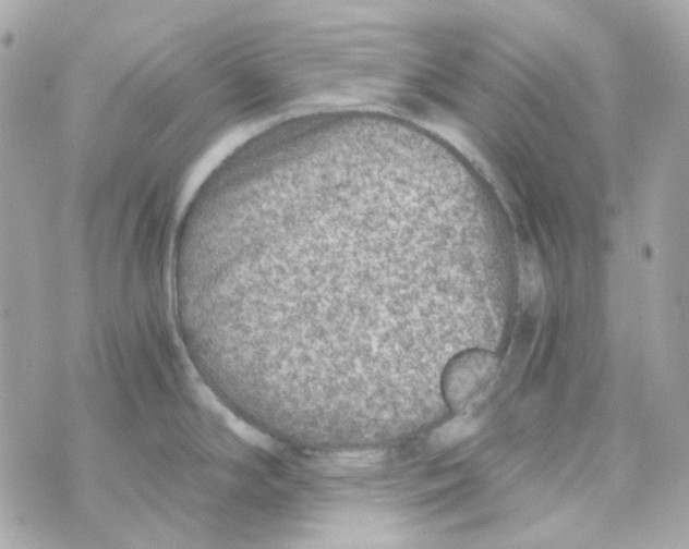 X0000069831294200606161931