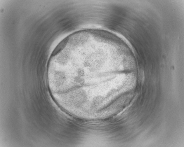 X0000069831295200606161931