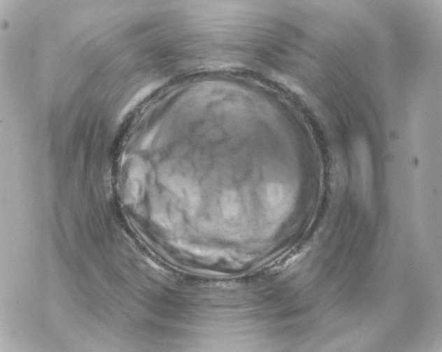 X0000069831306200606161930