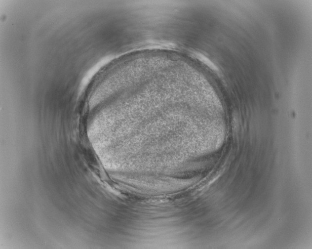 X0000069831310200606161930