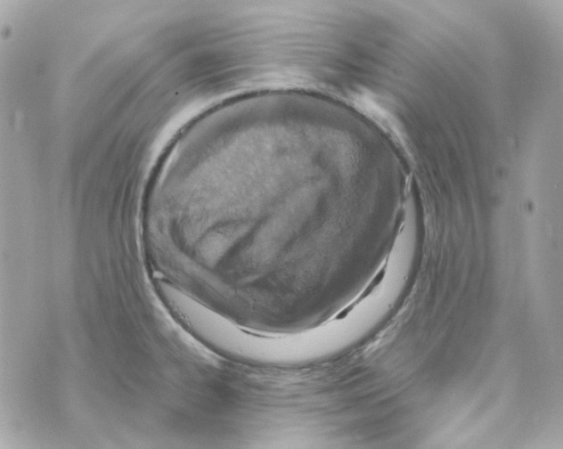 X0000069831334200606161930