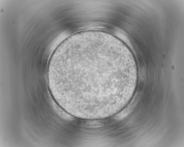 X0000069831338200606161931