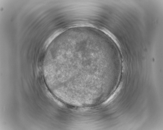 X0000069831385200606161929