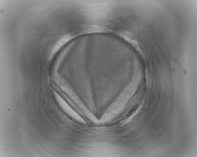 X0000069831453200606161928