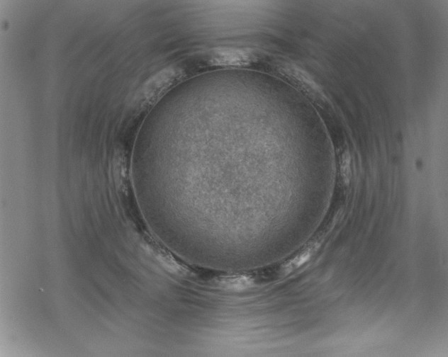 X0000069840322200605221238