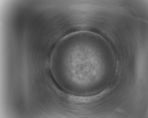 X0000069840048200605261918