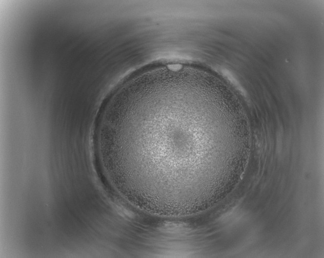 X0000069840487200605261910