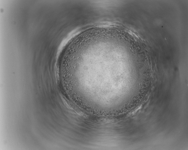 X0000069840343200606021407