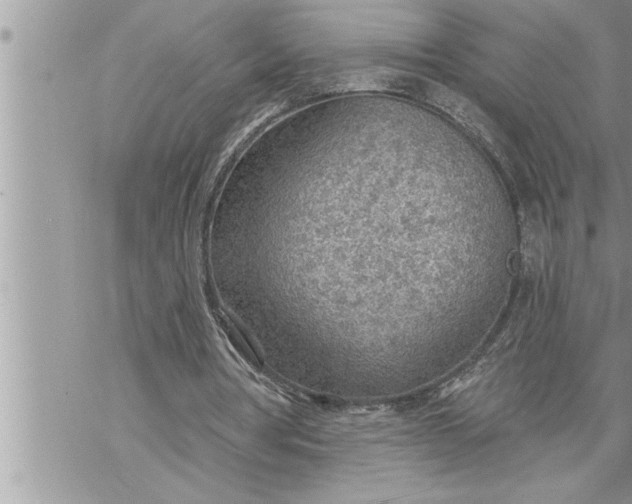 X0000069840386200606021407