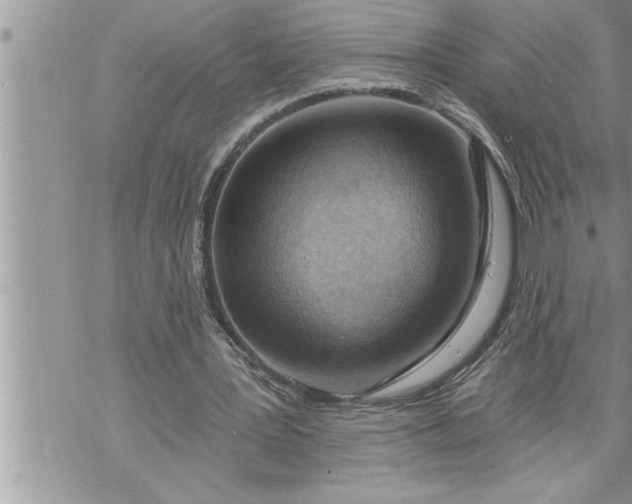 X0000069840387200606021407