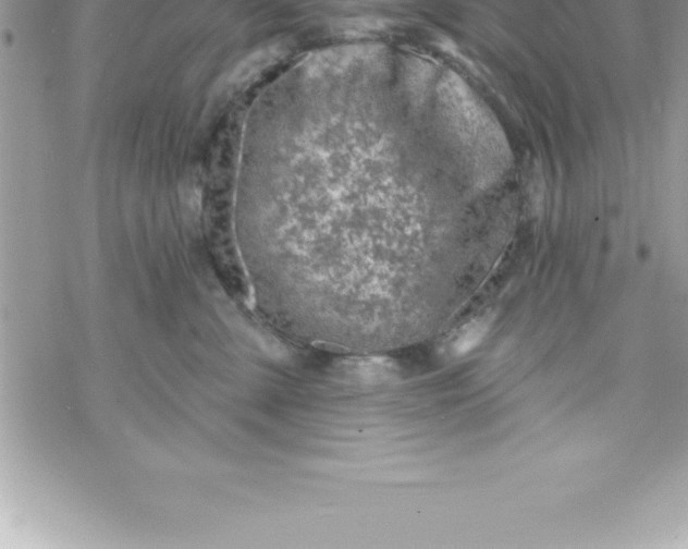 X0000069840427200606021406