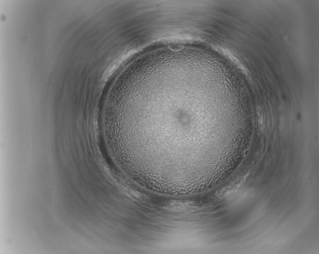 X0000069840487200606021405