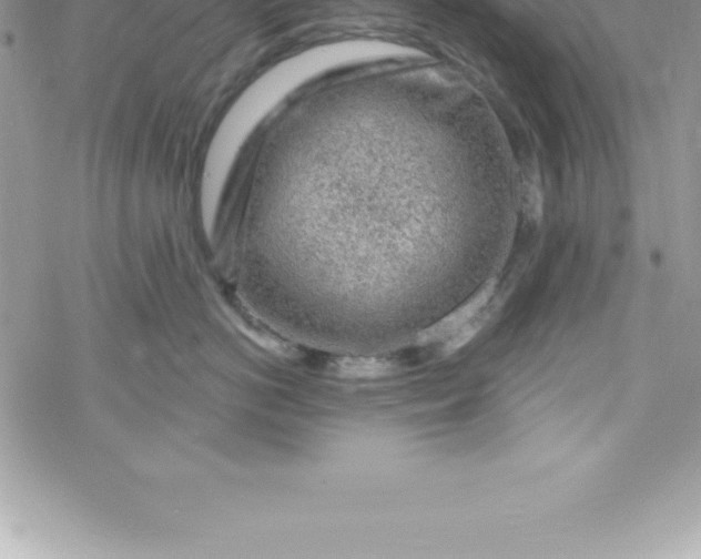 X0000069840766200606021401