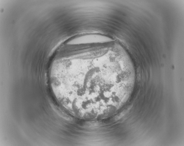 X0000069840351200606162011