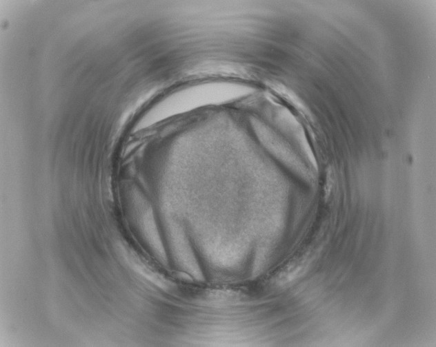 X0000069840399200606162011