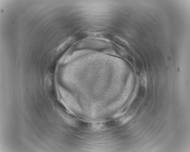 X0000069840570200606162008