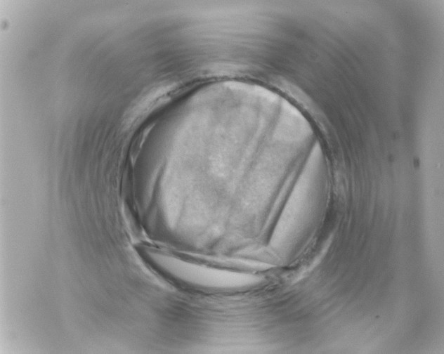 X0000069840577200606162008