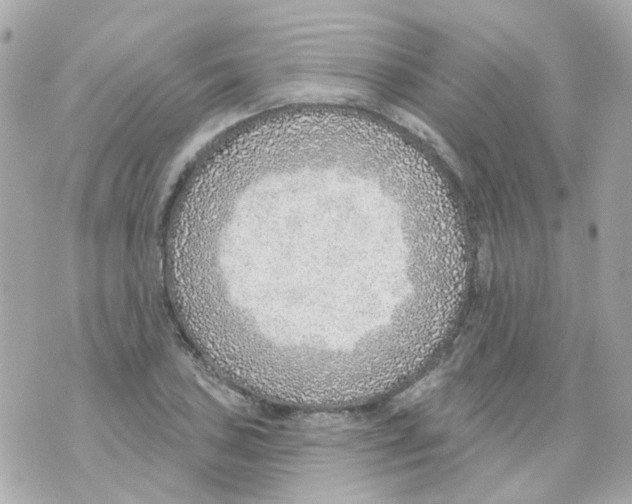 X0000069841027200606162000